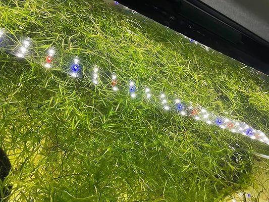 Premium Fresh Guppy Grass - 2 Cup Portions - Ideal for Aquariums, Fish Tanks & Aquascaping - Fast Growing, Healthy Live Plants
