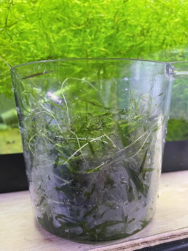 Premium Fresh Guppy Grass - 2 Cup Portions - Ideal for Aquariums, Fish Tanks & Aquascaping - Fast Growing, Healthy Live Plants
