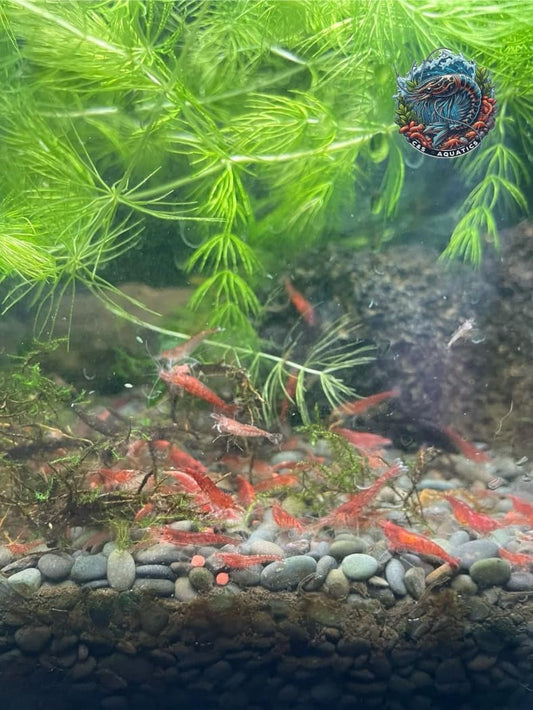 Mixed Grade Red Cherry Shrimp - 10+2 Vibrant Live Neocaridina Aquarium Pets by C&S Aquatics Brand: Generic