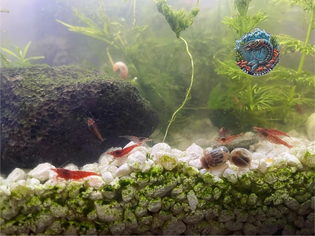 Mixed Grade Red Cherry Shrimp - 10+2 Vibrant Live Neocaridina Aquarium Pets by C&S Aquatics Brand: Generic