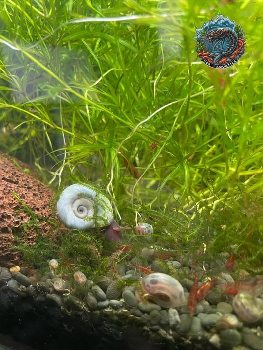 10+ Live Ramshorn Snails - Mixed Colors (Blue, Pink, Blue Leopard) - Perfect for Aquariums