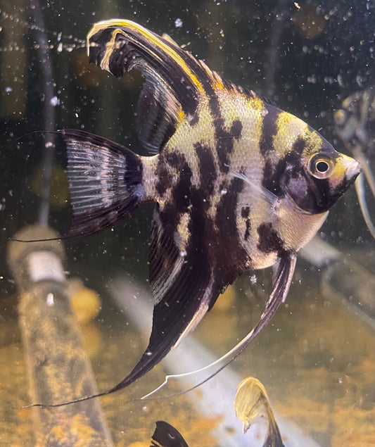 6 Black Marble Angelfish Live Fish – Half Dollar Size