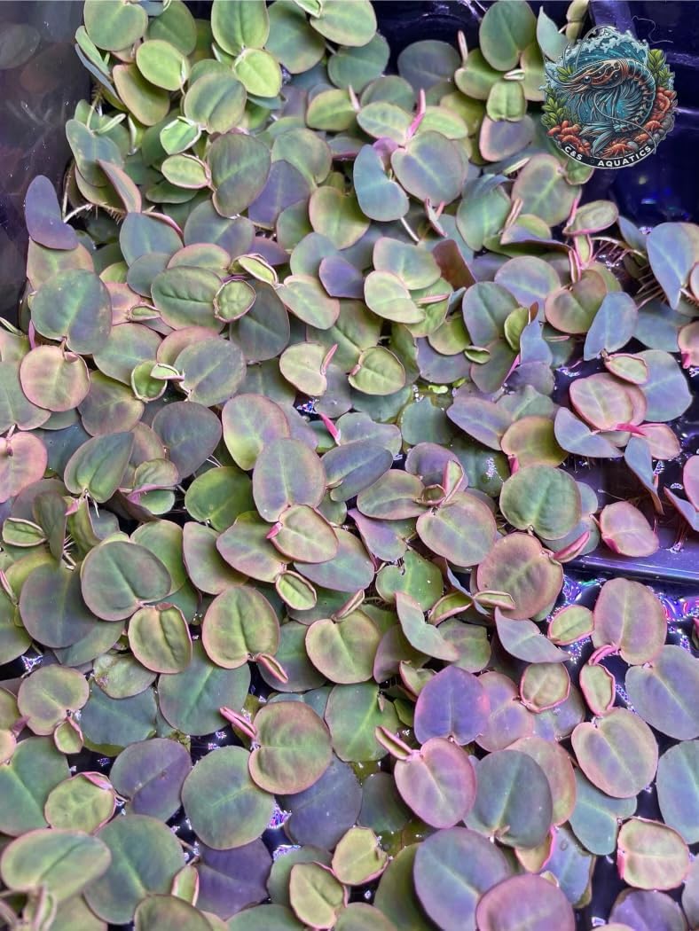 30+ Vibrant Red Root Floaters -Live Aquatic Plants