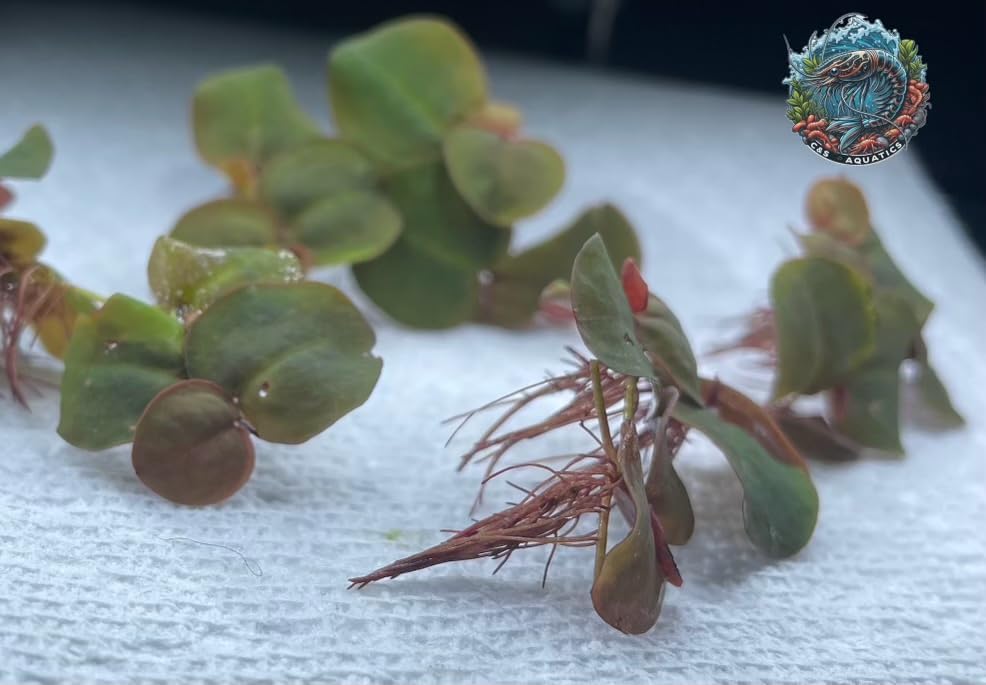 30+ Vibrant Red Root Floaters -Live Aquatic Plants