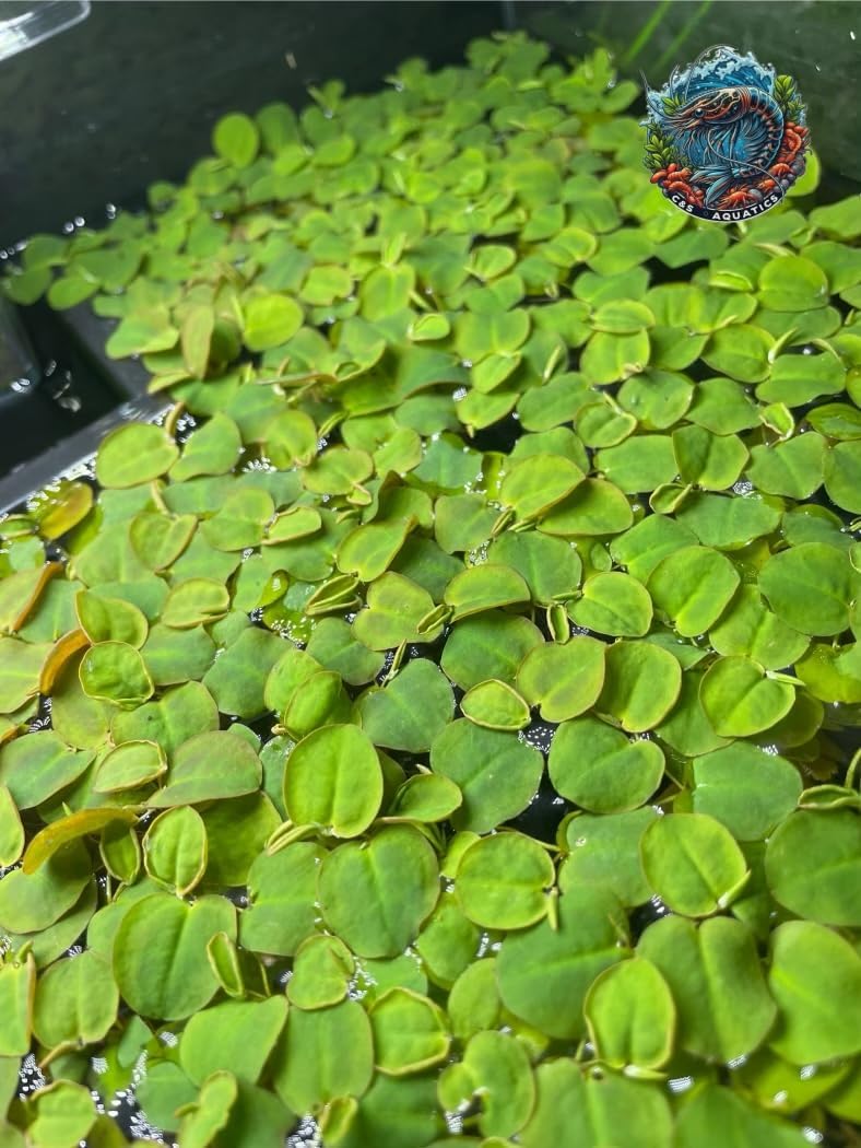 30+ Vibrant Red Root Floaters -Live Aquatic Plants