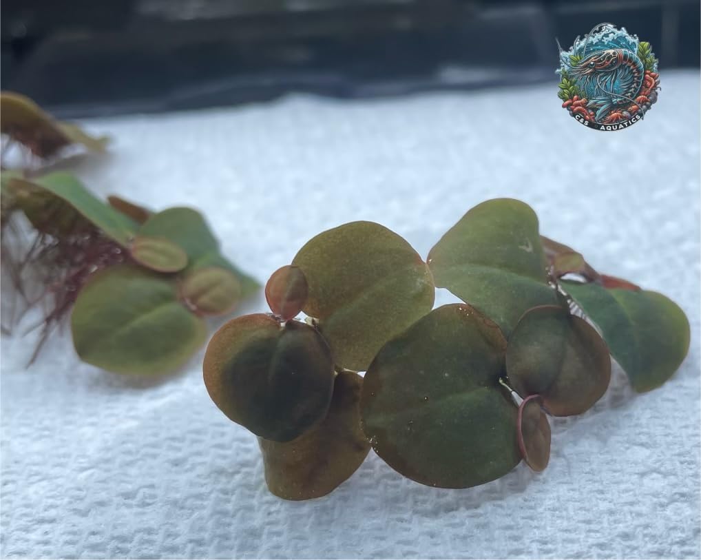 30+ Vibrant Red Root Floaters -Live Aquatic Plants