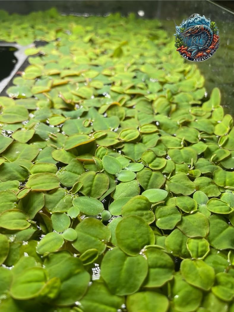 30+ Vibrant Red Root Floaters -Live Aquatic Plants