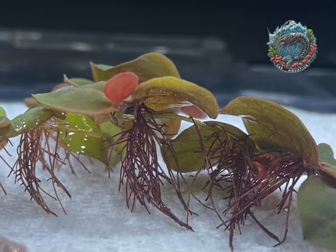 30+ Vibrant Red Root Floaters -Live Aquatic Plants