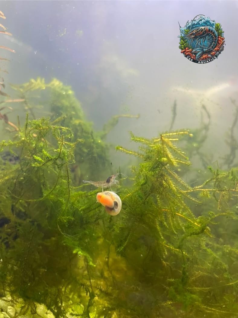 10+ Live Ramshorn Snails - Mixed Colors (Blue, Pink, Blue Leopard) - Perfect for Aquariums