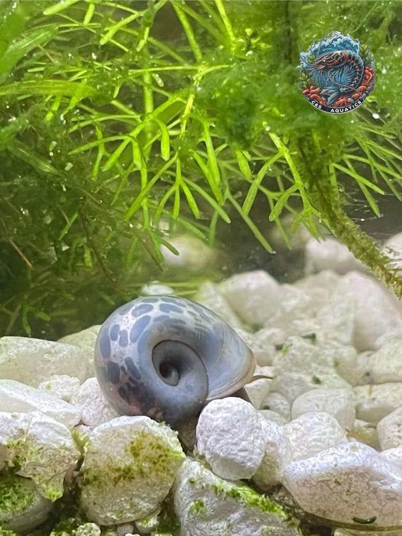10+ Live Ramshorn Snails - Mixed Colors (Blue, Pink, Blue Leopard) - Perfect for Aquariums