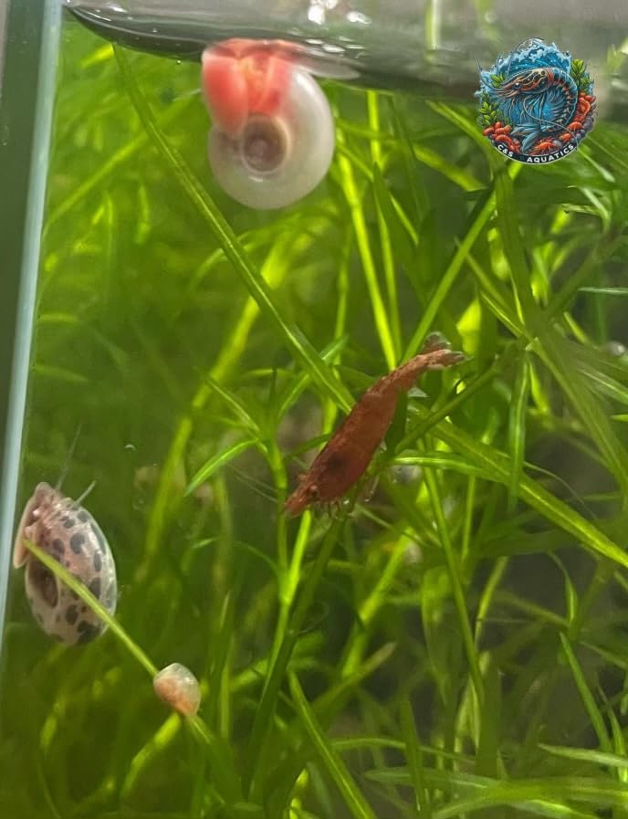 10+ Live Ramshorn Snails - Mixed Colors (Blue, Pink, Blue Leopard) - Perfect for Aquariums
