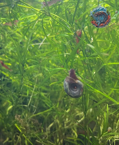 10+ Live Ramshorn Snails - Mixed Colors (Blue, Pink, Blue Leopard) - Perfect for Aquariums