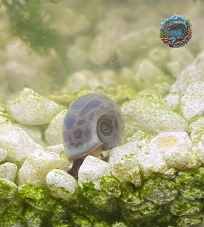 10+ Live Ramshorn Snails - Mixed Colors (Blue, Pink, Blue Leopard) - Perfect for Aquariums